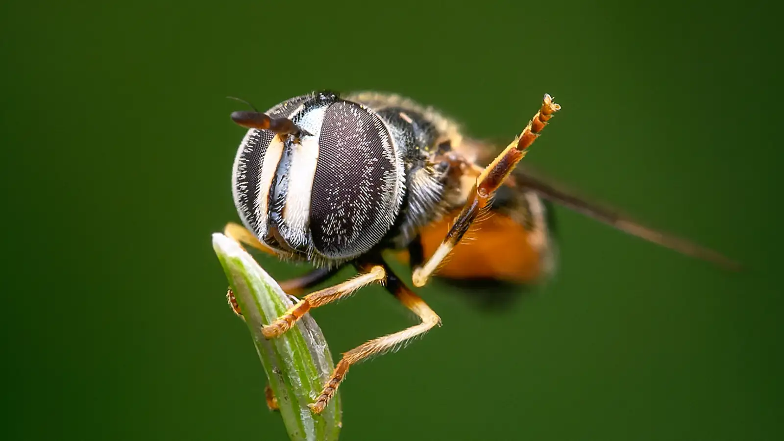 Bee
