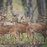 Deer