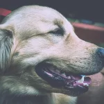 DogJoey