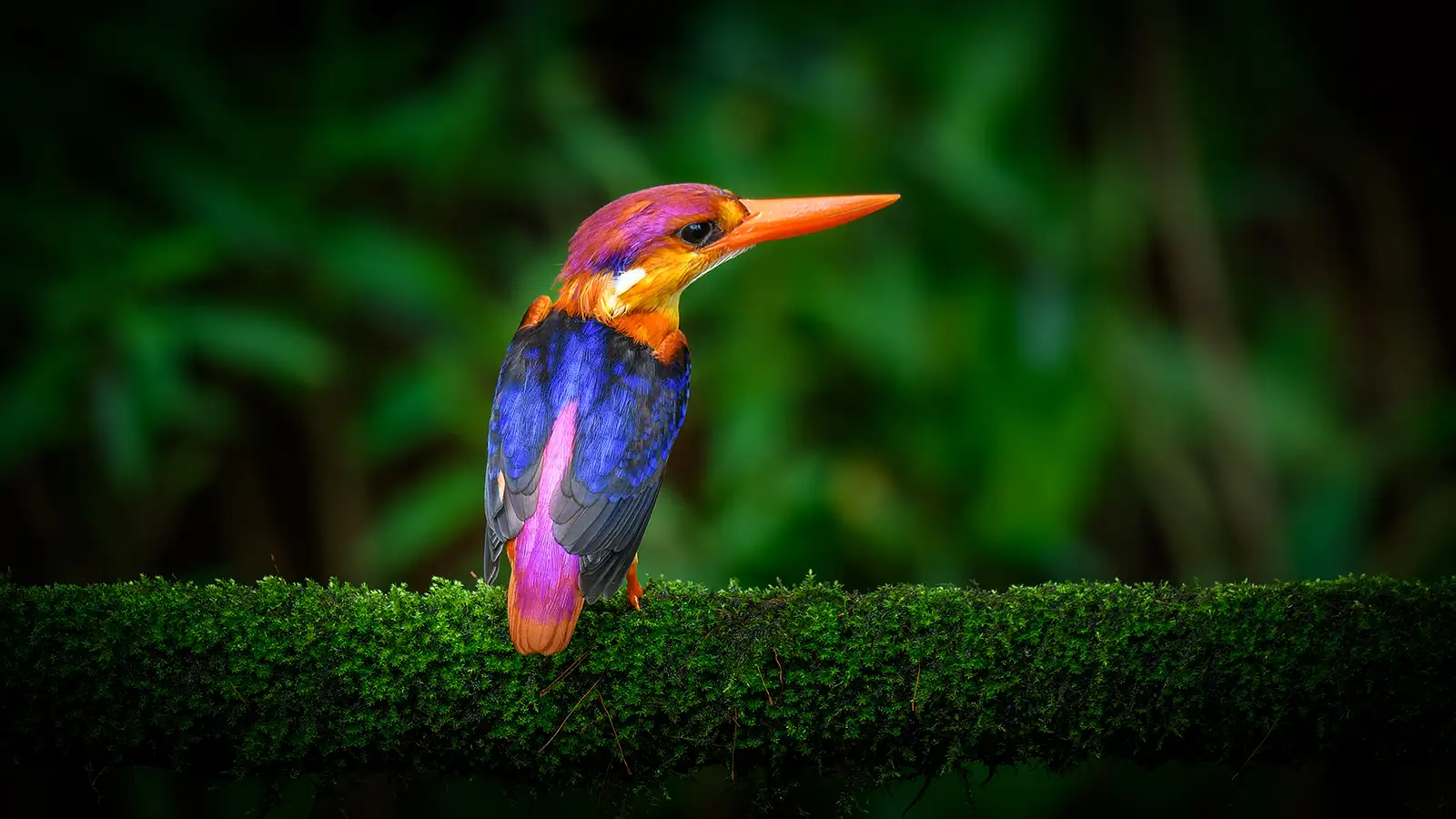 Kingfisher
