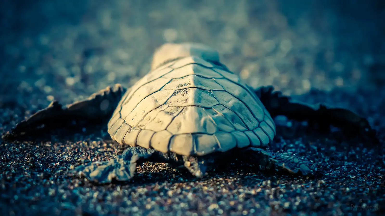 Turtle