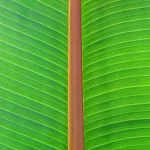 banana_leaf