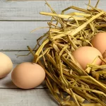 egg
